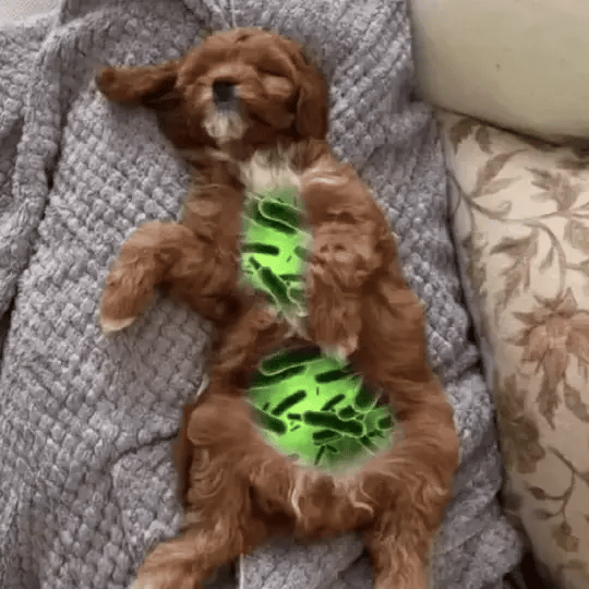 A puppy lying on a blanket, with the tablet's chemicals glowing inside its body