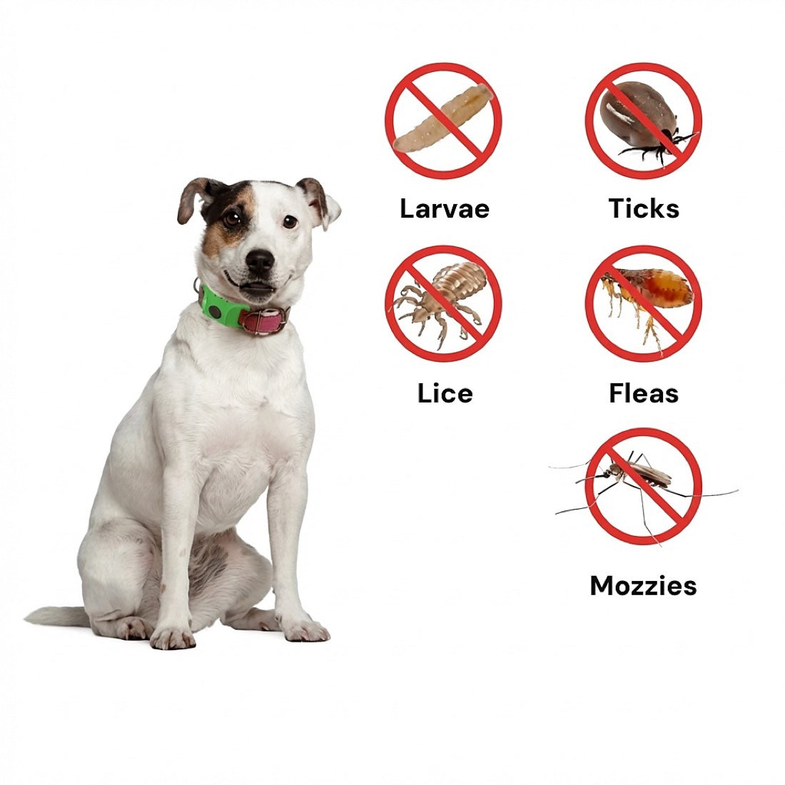 dogcare 12-Month Tick & Flea Pendant