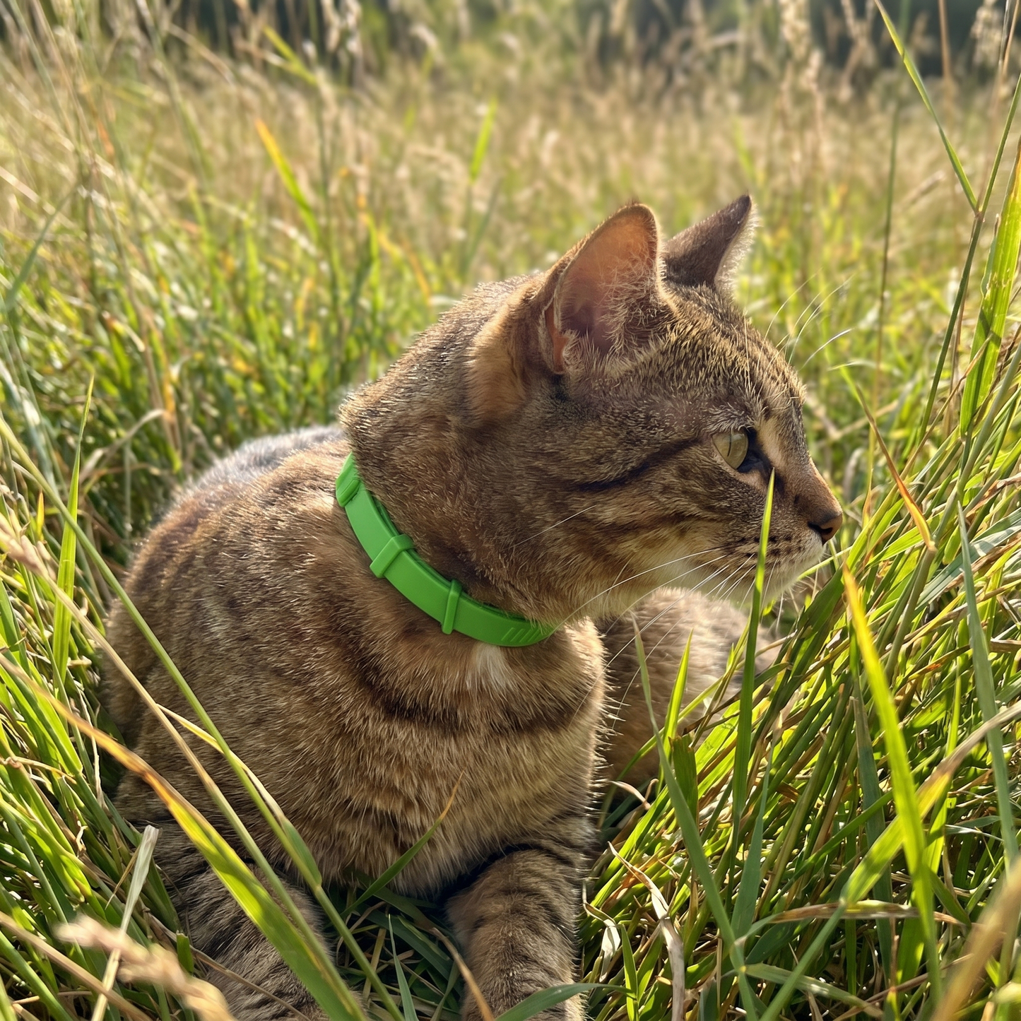Flofrei® für Katzen | Natürlicher Floh- & Zeckenschutz 4 Monate