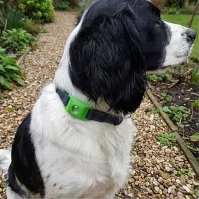 Customer's dog with the pendant