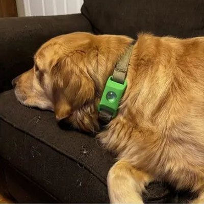Customer's dog with the pendant