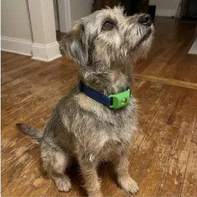 Customer's dog with the pendant