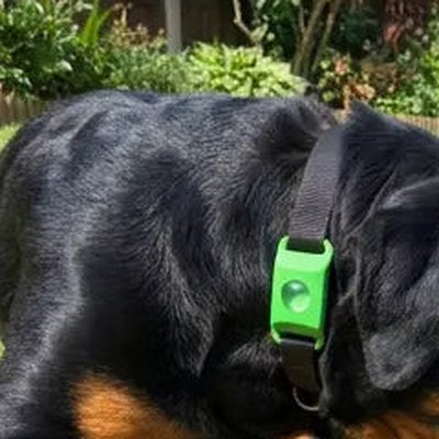 Customer's dog with the pendant