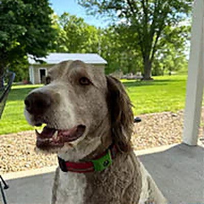 Customer's dog with the pendant