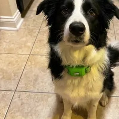 Customer's dog with the pendant