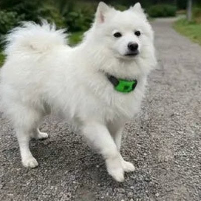 Customer's dog with the pendant