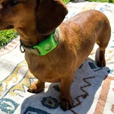 Customer's dog with the pendant